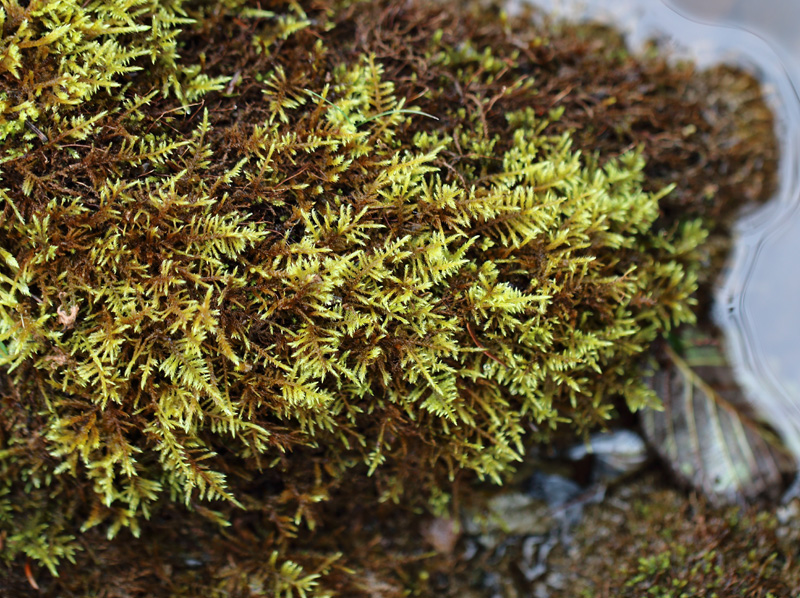 Cratoneuron filicinum